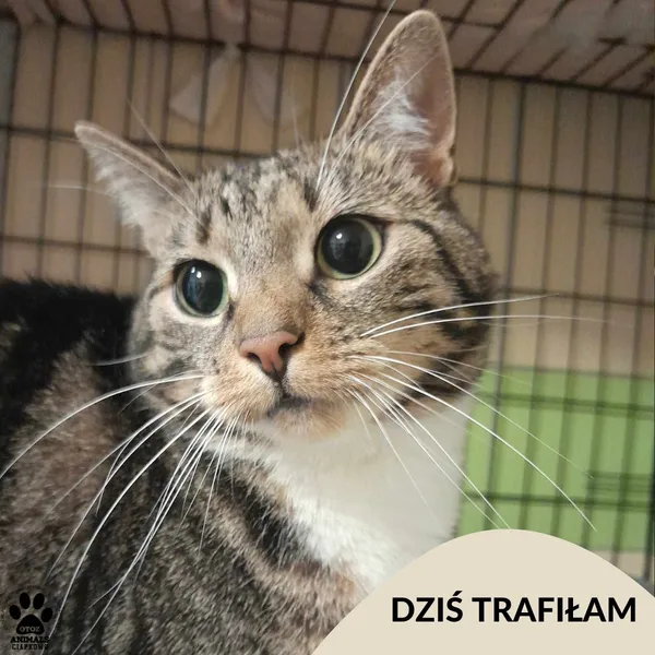 Znaleziono kota, Gdynia, 8 kwietnia 2025