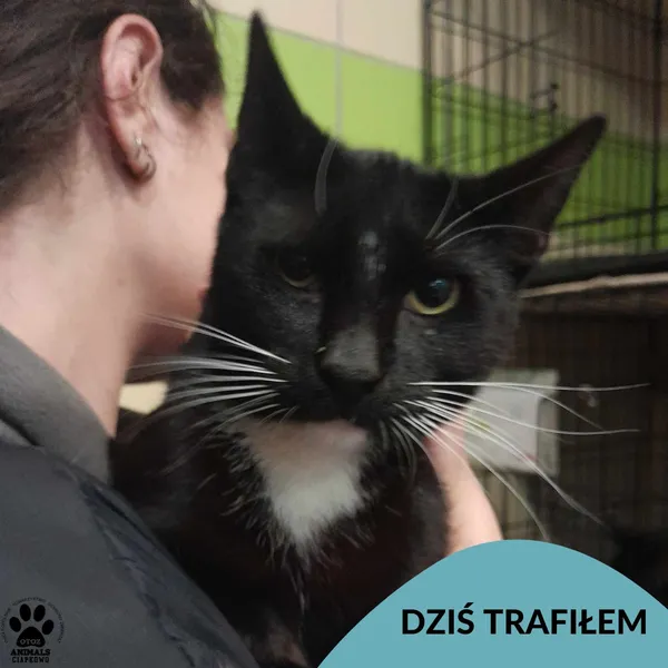 Znaleziono kota, Gdynia, 8 kwietnia 2025