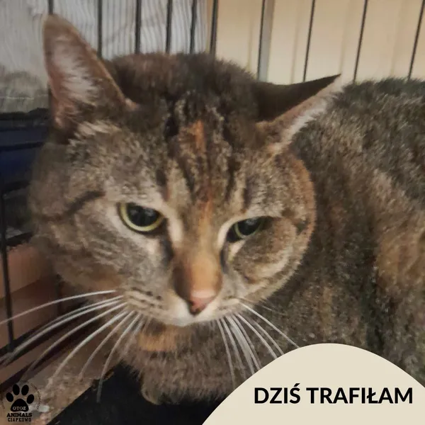 Znaleziono kota, Gdynia, 2 kwietnia 2025