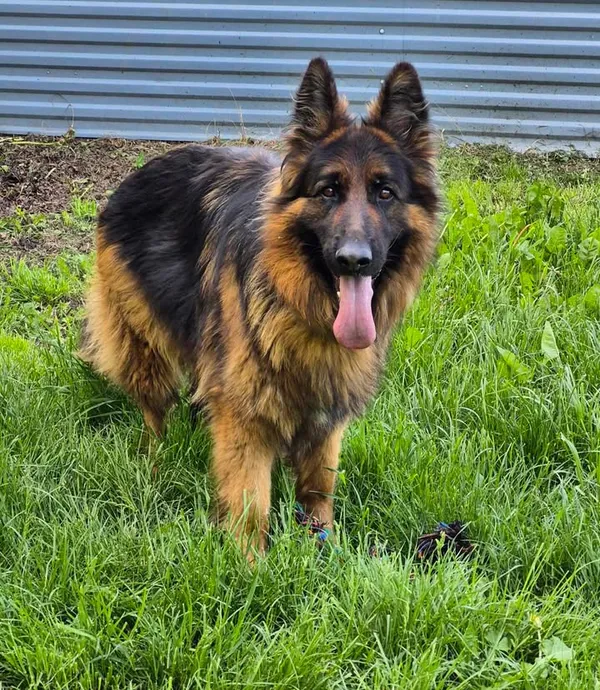 Znaleziono psa, Lublin, 8 maja 2025