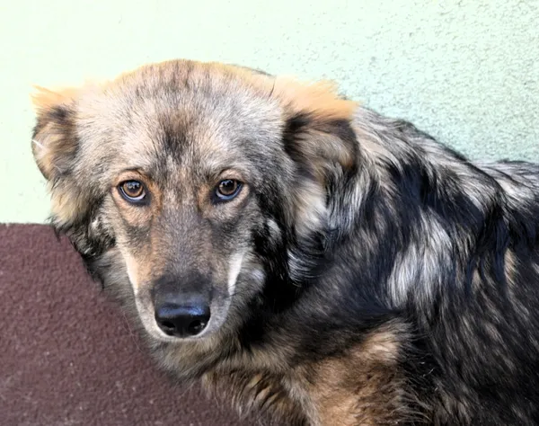 Znaleziono psa, Pieckowo, 7 kwietnia 2025 (3/5)