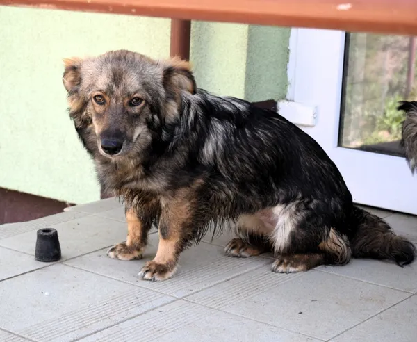 Znaleziono psa, Pieckowo, 7 kwietnia 2025 (4/5)