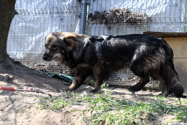 Znaleziono psa, Pieckowo, 7 kwietnia 2025 (5/5)