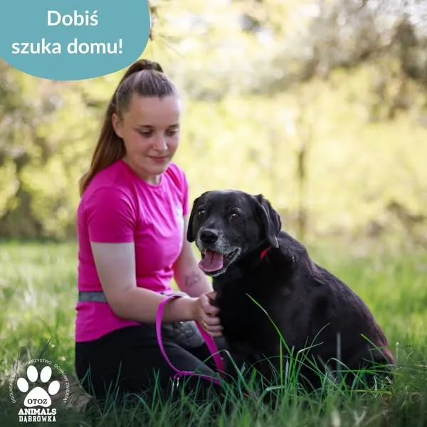 Pies do adopcji, Dąbrówka, 8 maja 2025 (3/5)