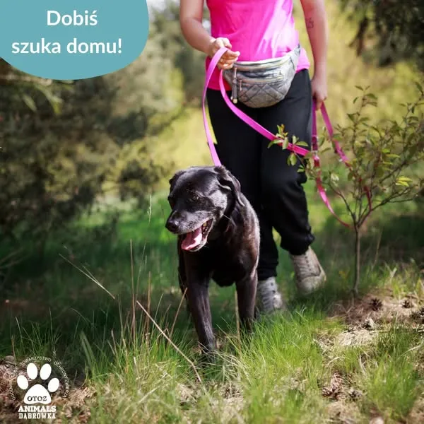 Pies do adopcji, Dąbrówka, 8 maja 2025 (4/5)