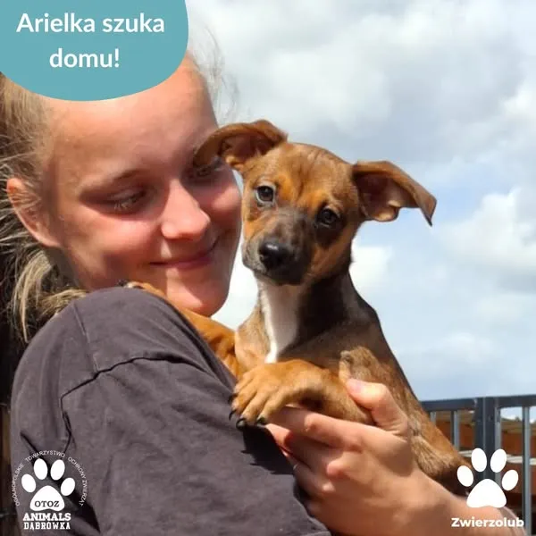 Pies do adopcji, Dąbrówka, 8 maja 2025 (1/5)