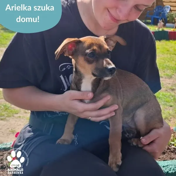 Pies do adopcji, Dąbrówka, 8 maja 2025 (2/5)