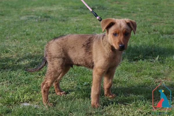 Pies do adopcji, Grudziądz, 17 kwietnia 2025