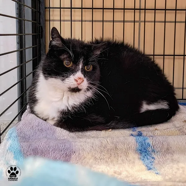 Kot do adopcji, Gdynia, 8 maja 2025 (3/3)