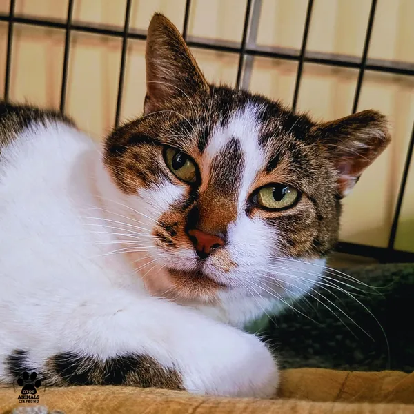 Kot do adopcji, Gdynia, 8 maja 2025 (2/4)