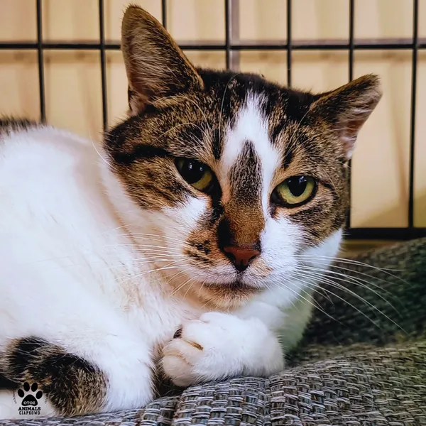 Kot do adopcji, Gdynia, 8 maja 2025 (4/4)