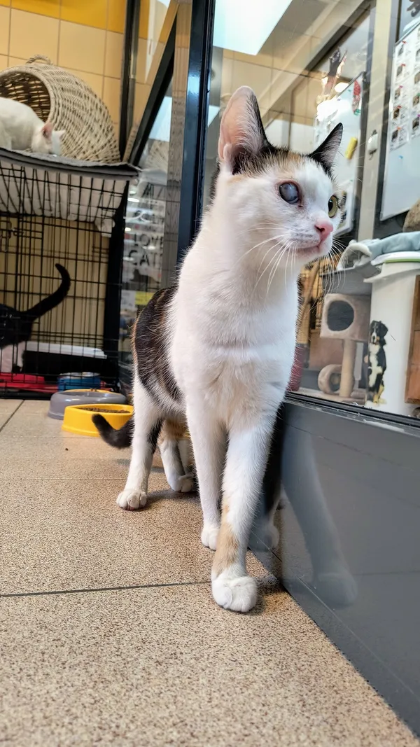 Kot do adopcji, Gdynia, 8 maja 2025 (5/5)