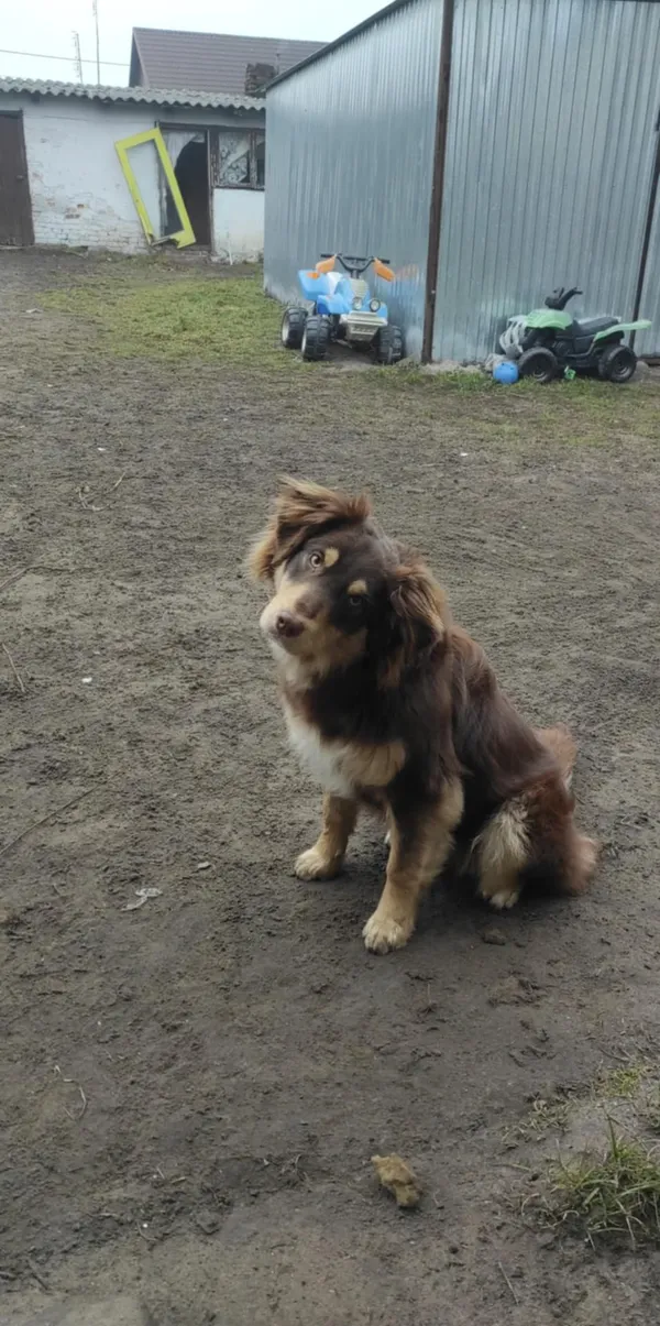 Zaginął pies, Zaklików, 9 maja 2025