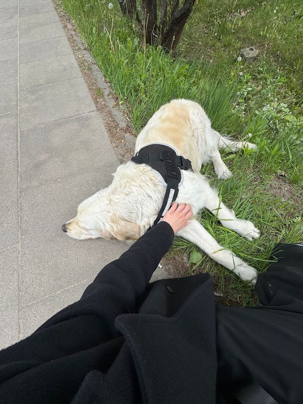 Znaleziono psa, Warszawa, Fort Bema, 9 maja 2025 (1/3)