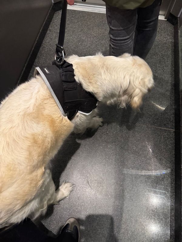 Znaleziono psa, Warszawa, Fort Bema, 9 maja 2025 (2/3)