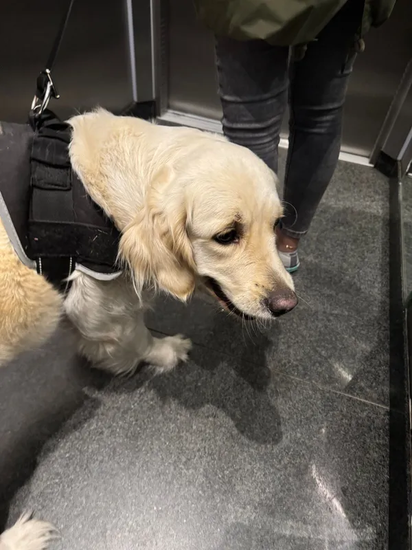 Znaleziono psa, Warszawa, Fort Bema, 9 maja 2025 (3/3)