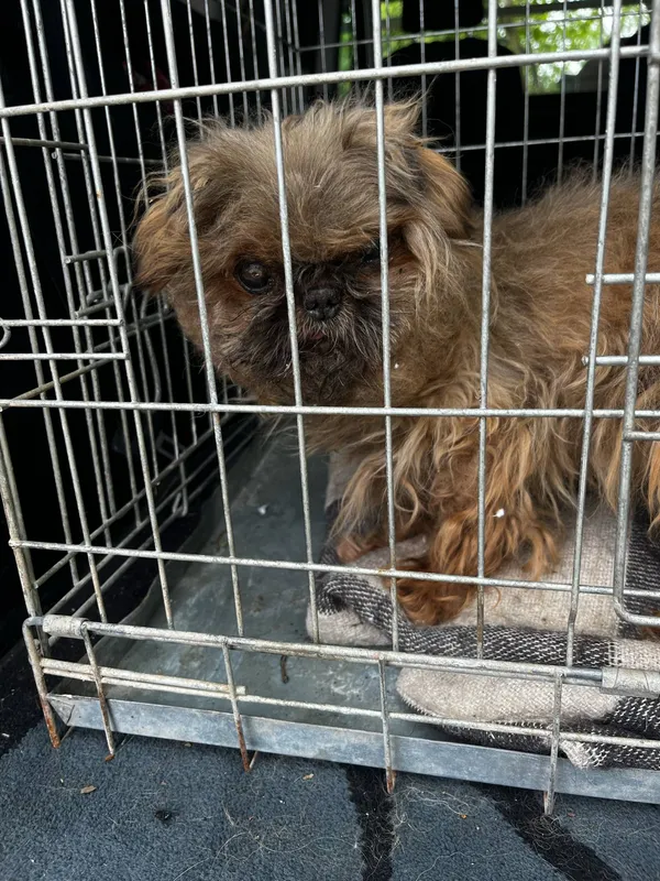 Pies do adopcji, Orzechowce, 9 maja 2025 (3/5)