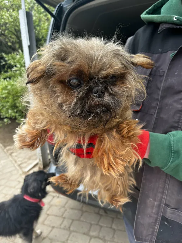 Pies do adopcji, Orzechowce, 9 maja 2025 (5/5)