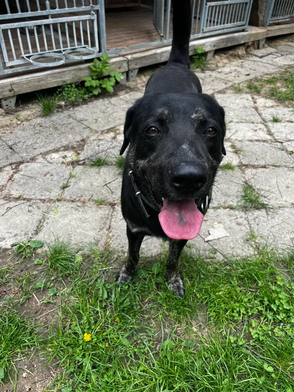 Pies do adopcji, Orzechowce, 1 maja 2025 (2/5)