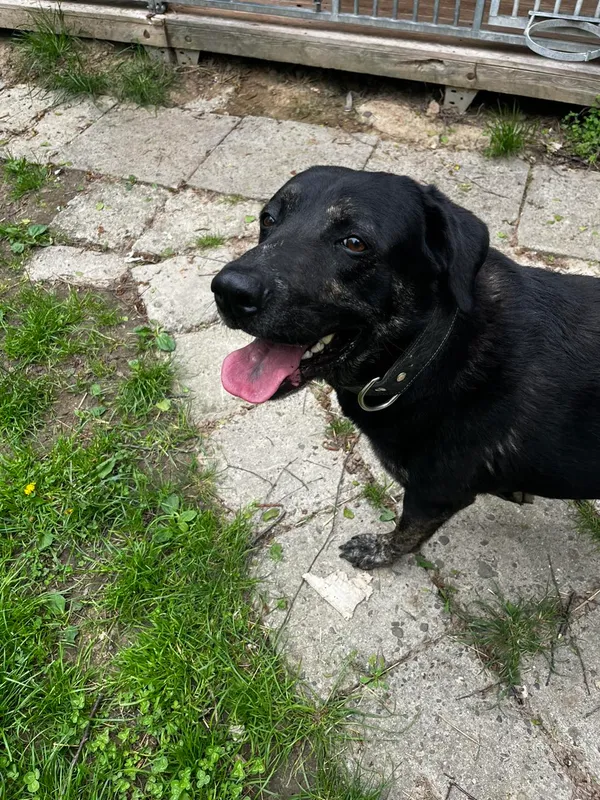 Pies do adopcji, Orzechowce, 1 maja 2025 (3/5)