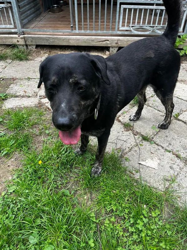 Pies do adopcji, Orzechowce, 1 maja 2025 (4/5)