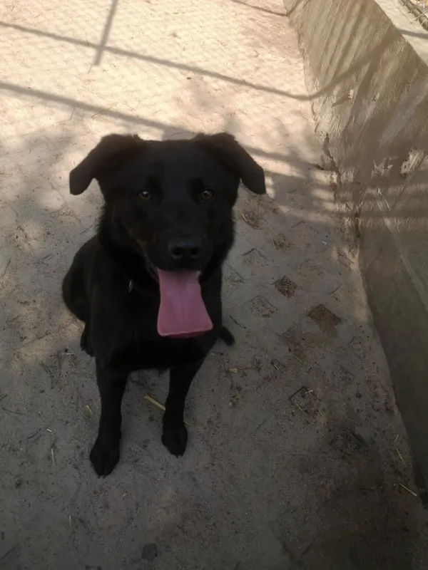 Pies do adopcji, Milanówek, 8 maja 2025 (2/3)