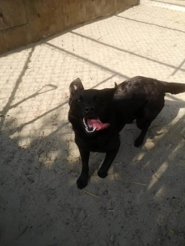 Pies do adopcji, Milanówek, 8 maja 2025 (3/3)