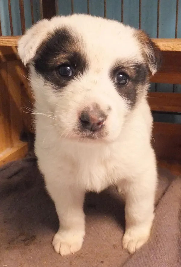 Znaleziono psa, Nowa Krępa, 28 kwietnia 2025