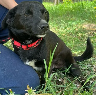 Pies do adopcji, Oborniki, 18 kwietnia 2025 (1/5)