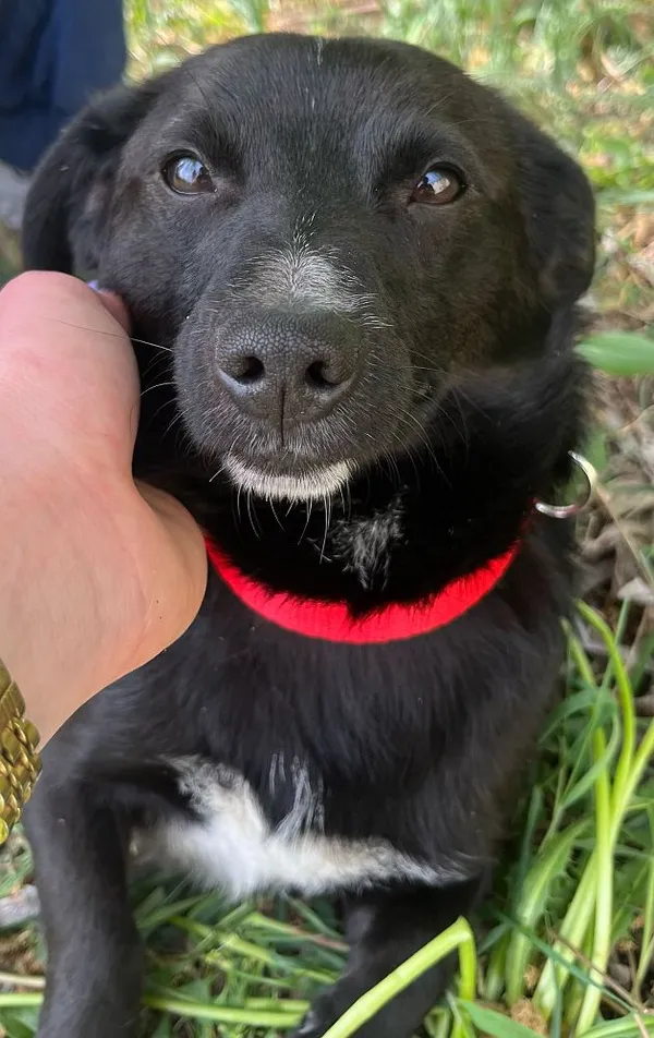 Pies do adopcji, Oborniki, 18 kwietnia 2025 (3/5)