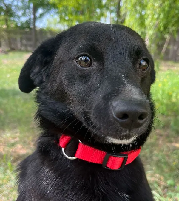 Pies do adopcji, Oborniki, 18 kwietnia 2025 (4/5)