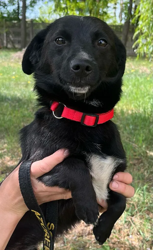 Pies do adopcji, Oborniki, 18 kwietnia 2025 (5/5)