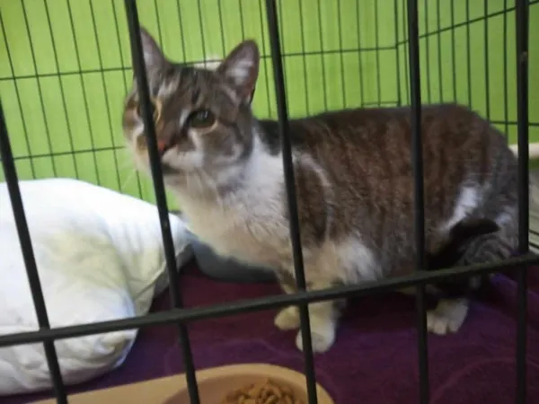 Znaleziono kota, Toruń, 6 maja 2025