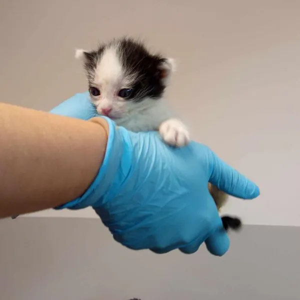 Znaleziono kota, Toruń, 5 maja 2025