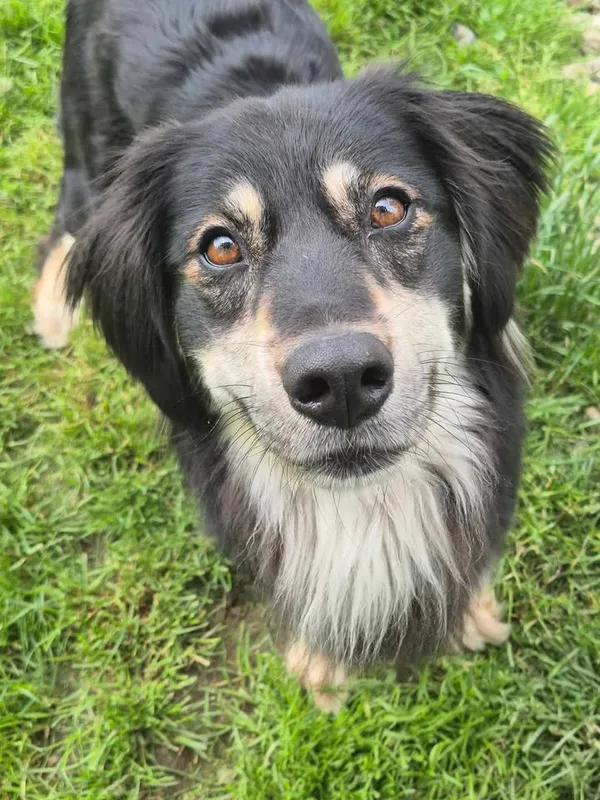 Znaleziono psa, Lublin, 8 maja 2025