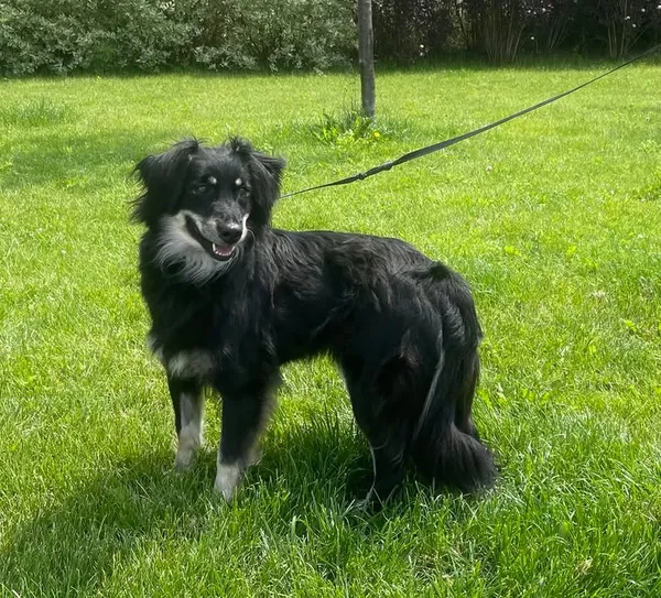 Znaleziono psa, Lublin, 8 maja 2025