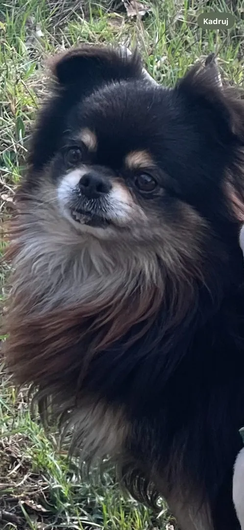 Zaginął pies, Łódź, 9 maja 2025