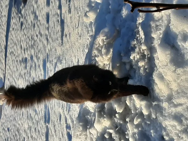 Zaginął kot, Łódź, 9 maja 2025