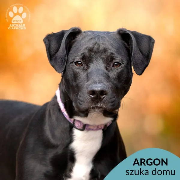 Pies do adopcji, Gdynia, 8 maja 2025 (1/4)