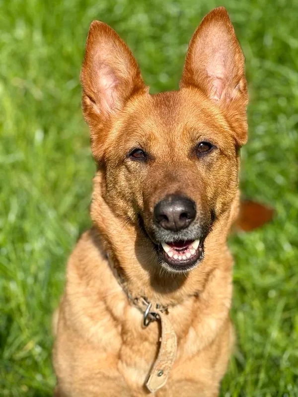 Pies do adopcji, Jelenia Góra, 29 marca 2025 (2/3)