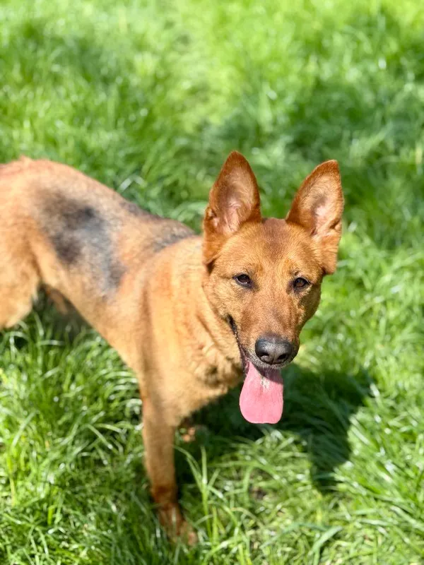 Pies do adopcji, Jelenia Góra, 29 marca 2025 (3/3)