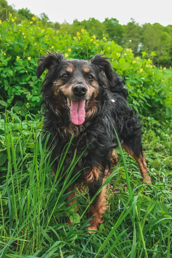 Pies do adopcji, Henrykowo, 17 marca 2025 (2/2)