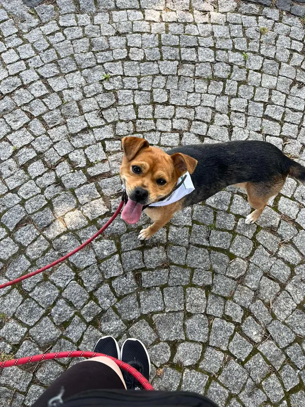 Pies do adopcji, Włocławek, 9 maja 2025 (2/5)