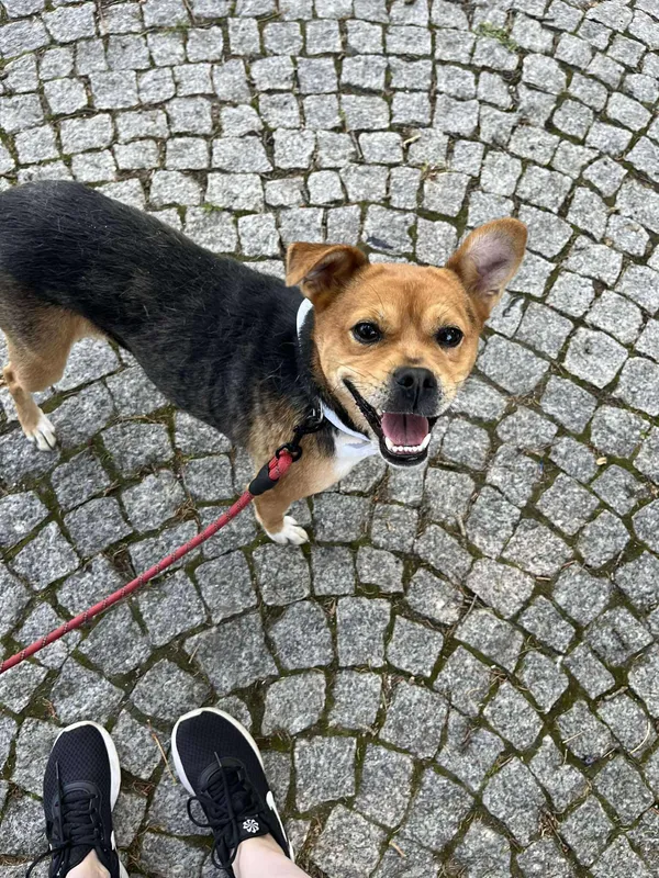 Pies do adopcji, Włocławek, 9 maja 2025 (3/5)