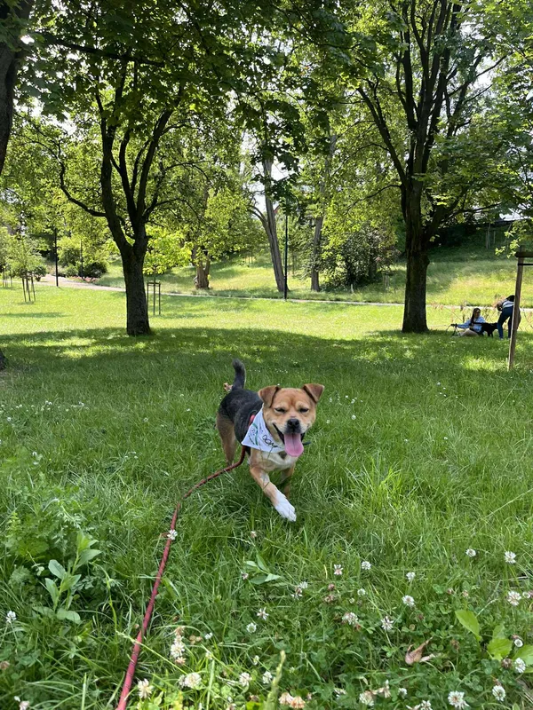 Pies do adopcji, Włocławek, 9 maja 2025 (4/5)