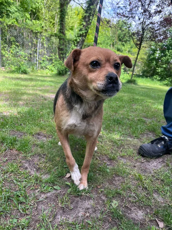 Pies do adopcji, Włocławek, 9 maja 2025 (5/5)
