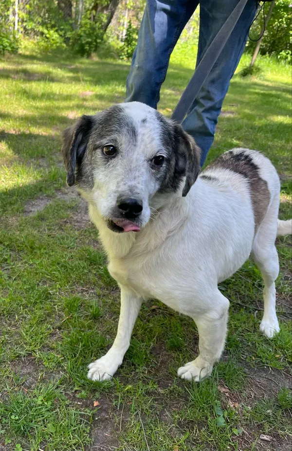 Pies do adopcji, Włocławek, 9 maja 2025 (2/4)