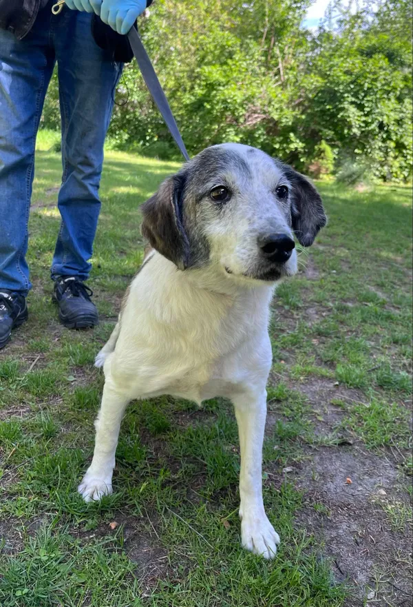 Pies do adopcji, Włocławek, 9 maja 2025 (3/4)