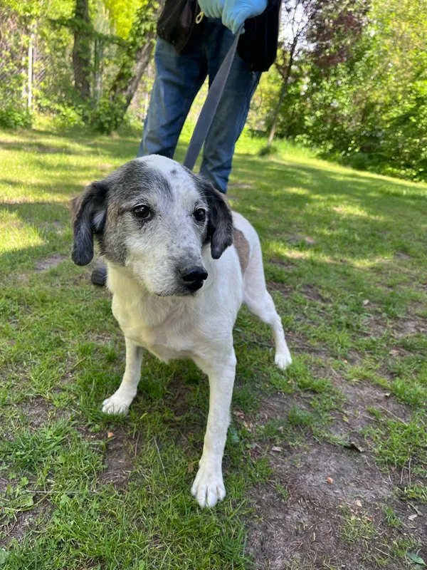 Pies do adopcji, Włocławek, 9 maja 2025 (4/4)