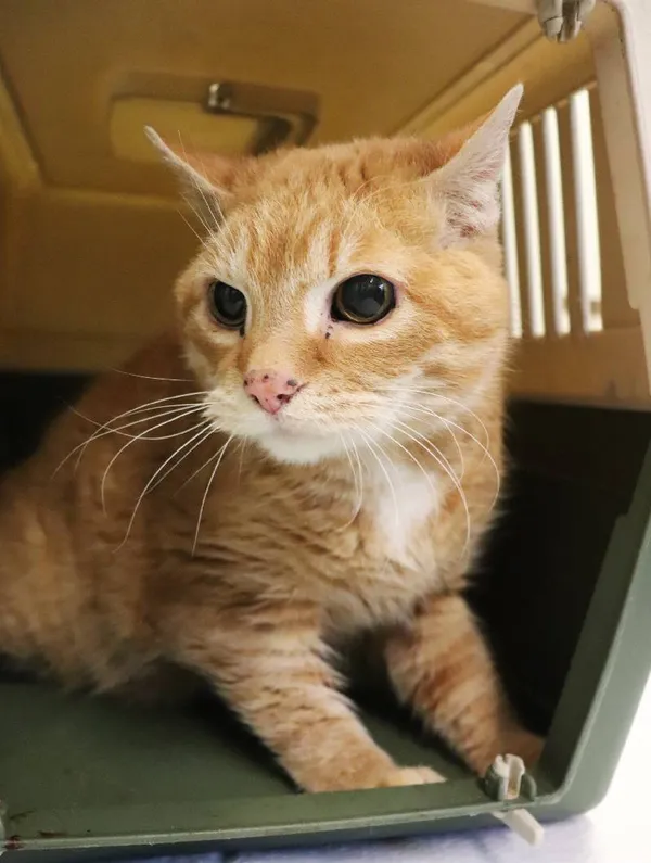 Znaleziono kota, Łódź, 8 maja 2025 (1/3)